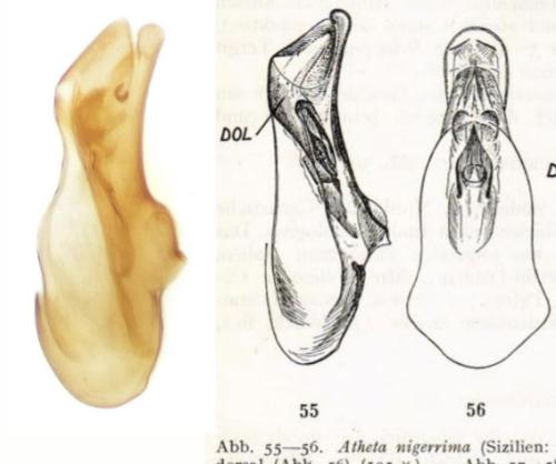 Acrotona nigerrima